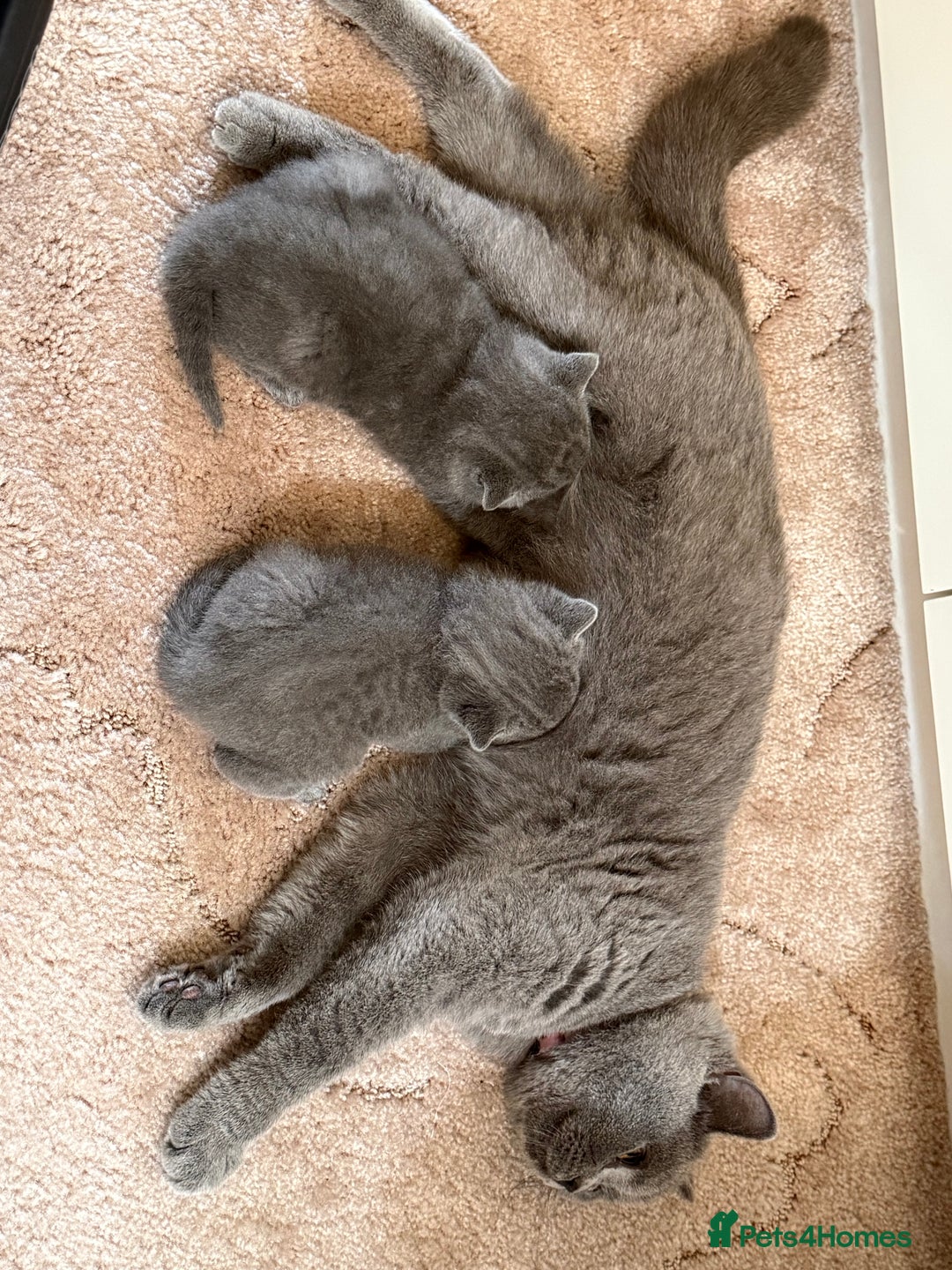 British Shorthair cats for sale: British Shorthair kittens for sale  - Image 8