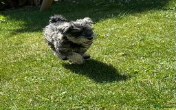 Miniature Schnauzer dogs for sale: KC Mini Schnauzer Pups. Fully jabbed. Last girl in Dudley - Image 20