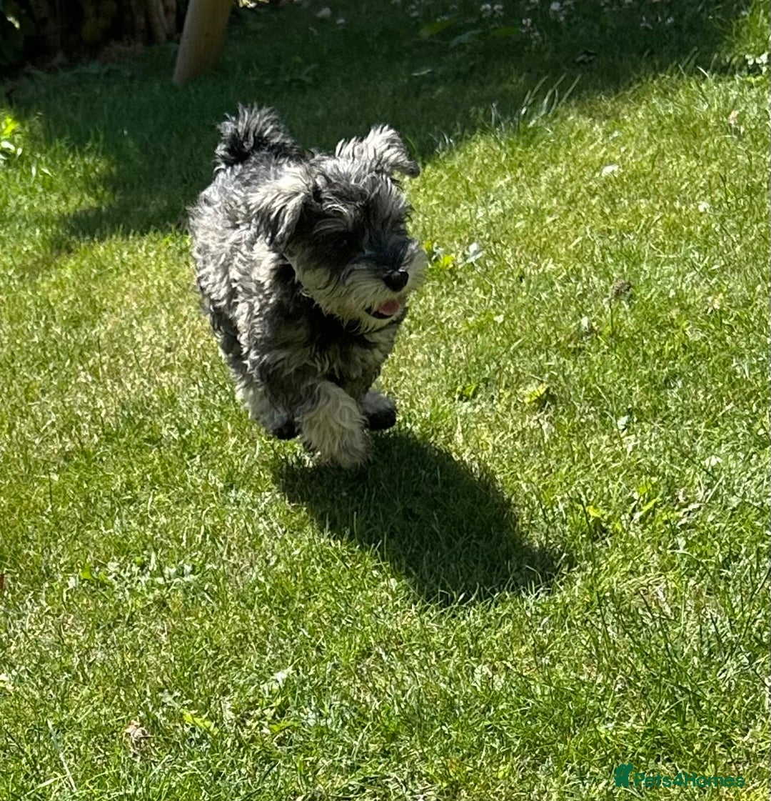 Miniature Schnauzer dogs for sale: KC Mini Schnauzer Pups. Fully jabbed. Last girl in Dudley - Image 20