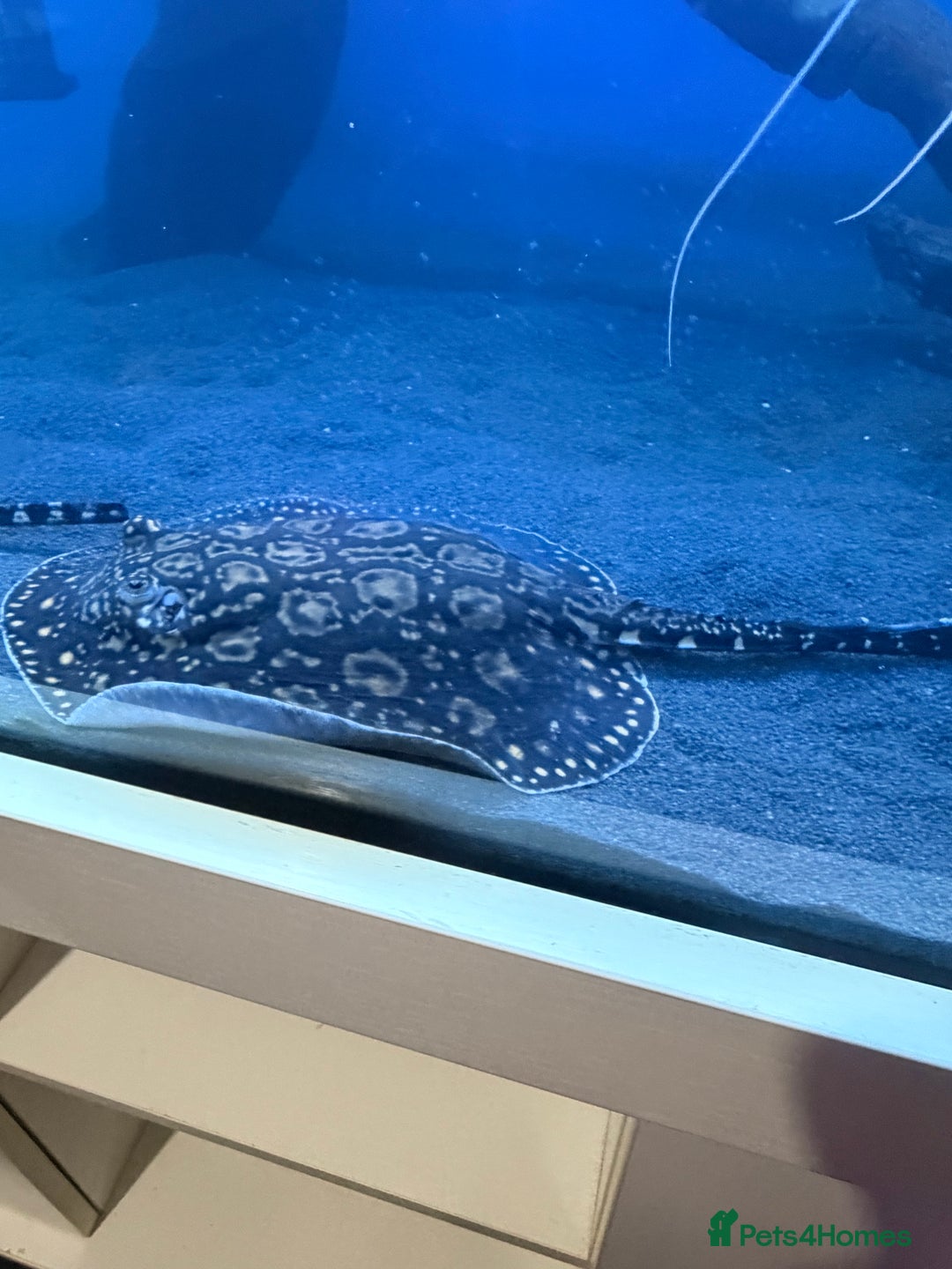 Other/Mixed Breed fish for sale: Three stingrays for sale!! - Advert 3