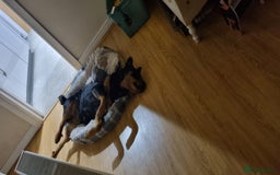 Rottweiler dogs for sale: Female rotweiller  - Image 6