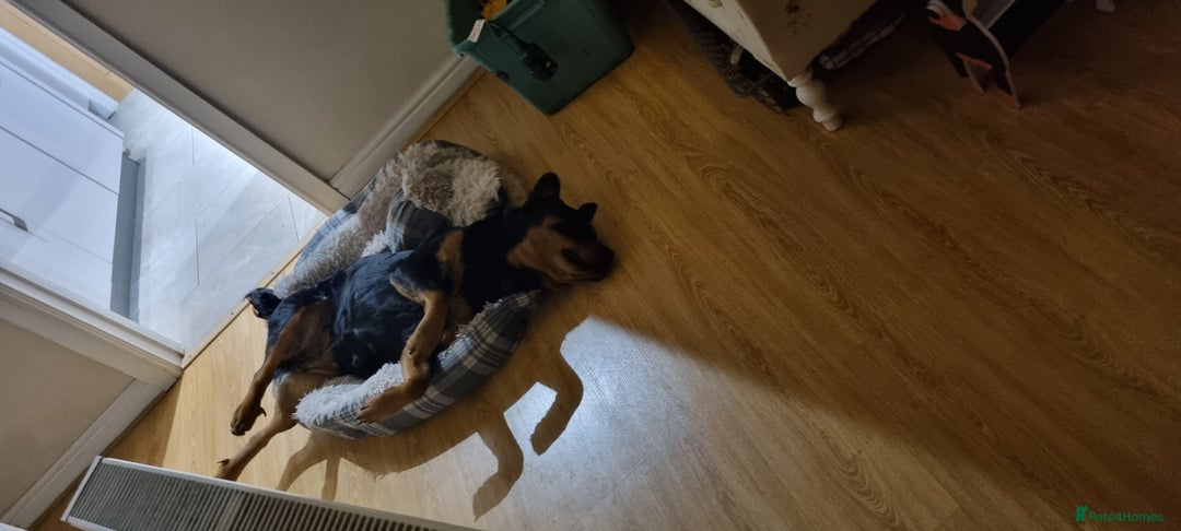 Rottweiler dogs for sale: Female rotweiller  - Image 6