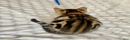 Bengal cats for sale: ✨✨ TICA registered Bengal BOYS😻😻😻 - Advert 32