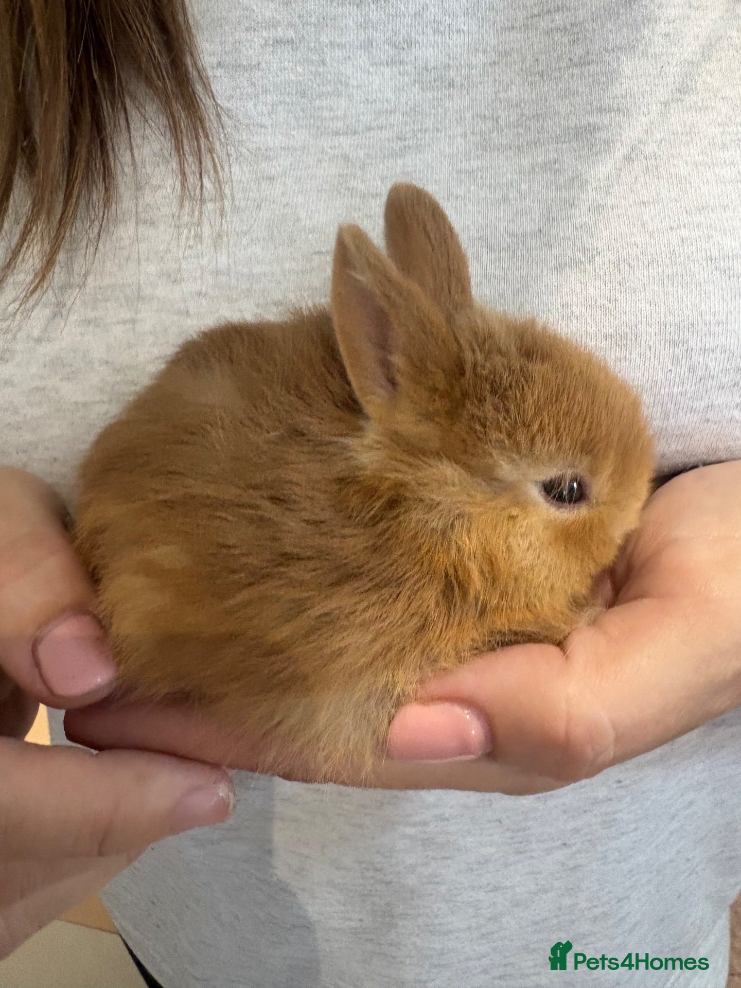 Netherland Dwarf rabbits Baby Netherland dwarf rabbits  - Advert 1