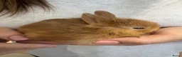 Netherland Dwarf rabbits for sale: Baby Netherland dwarf rabbits  - Advert 1
