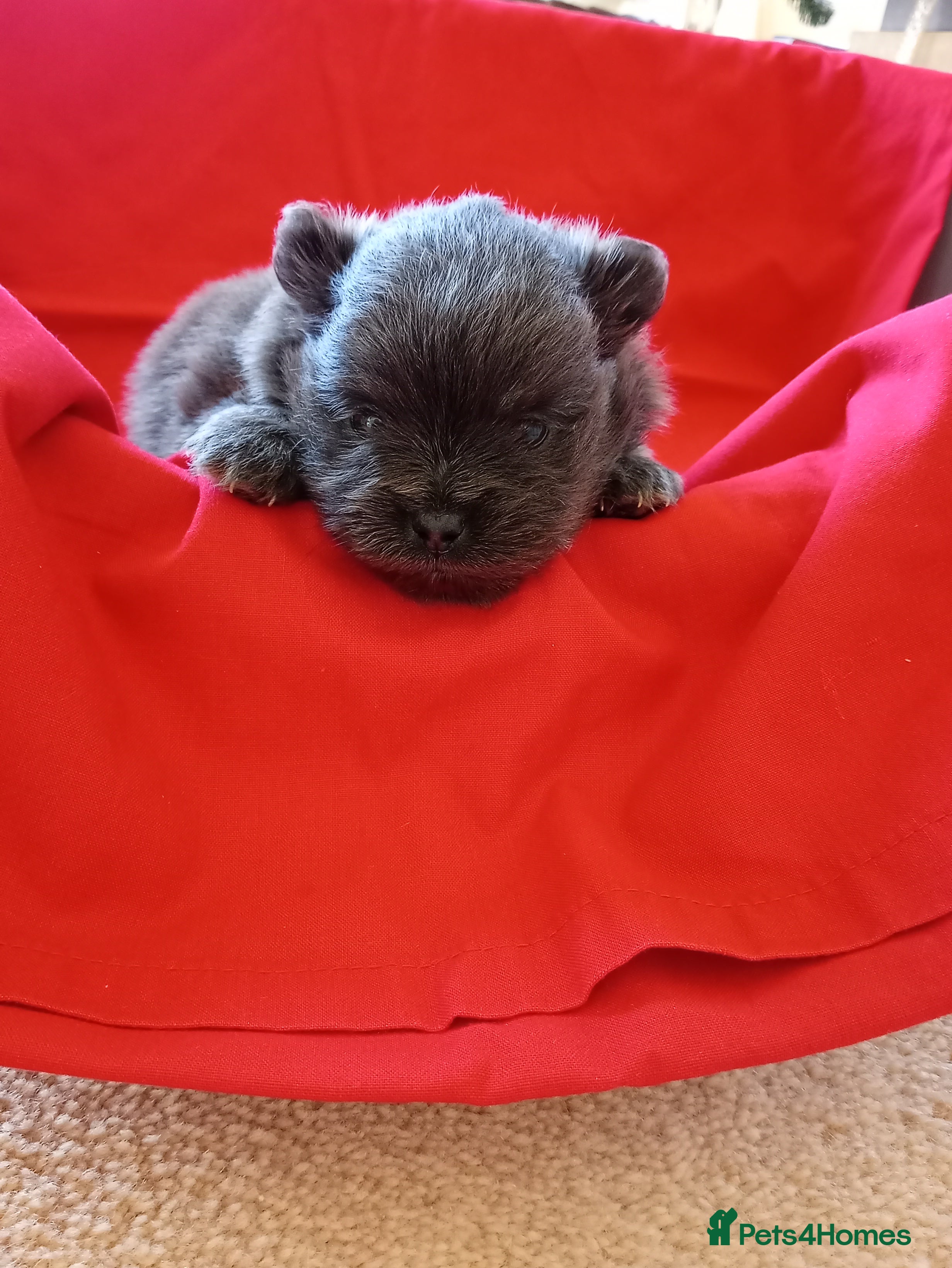 Pomeranian dogs Blue girl pomeranian - Advert 5