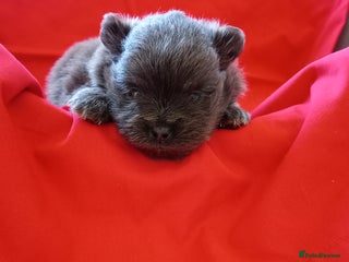 Pomeranian dogs Blue girl pomeranian - Advert 11