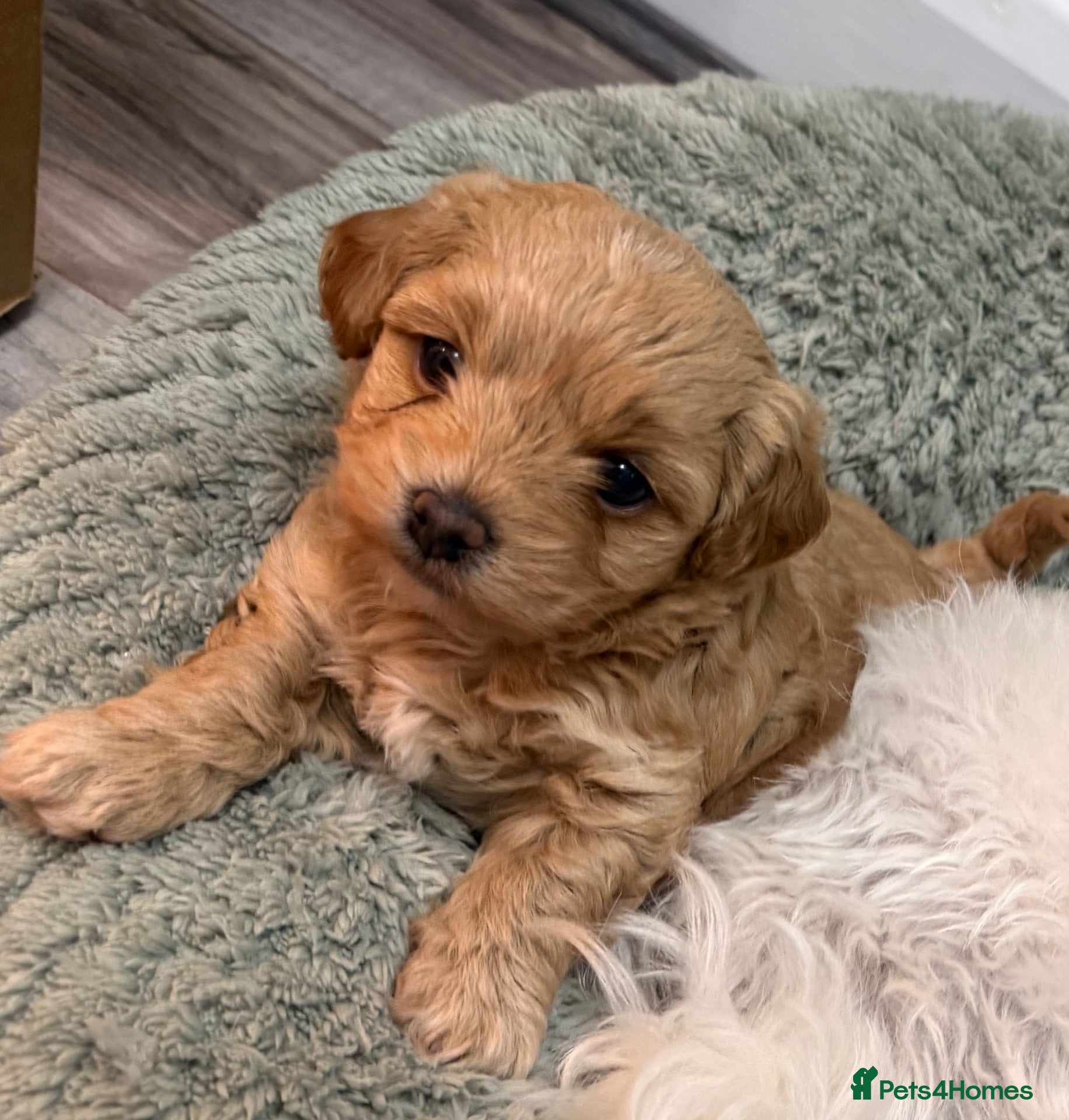 Maltipoo dogs One adorable f1 maltipoo girl available  - Advert 6