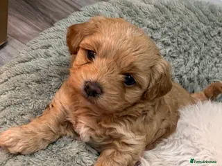 Maltipoo dogs One adorable f1 maltipoo girl available - Advert 6