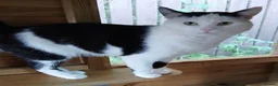 Mixed Breed cats for adoption: BUDDY - Advert 5