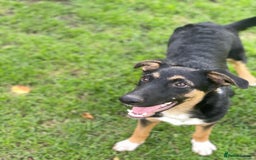 Mixed Breed dogs for adoption: 💙🐶 MAX 🐶💙 - Image 4