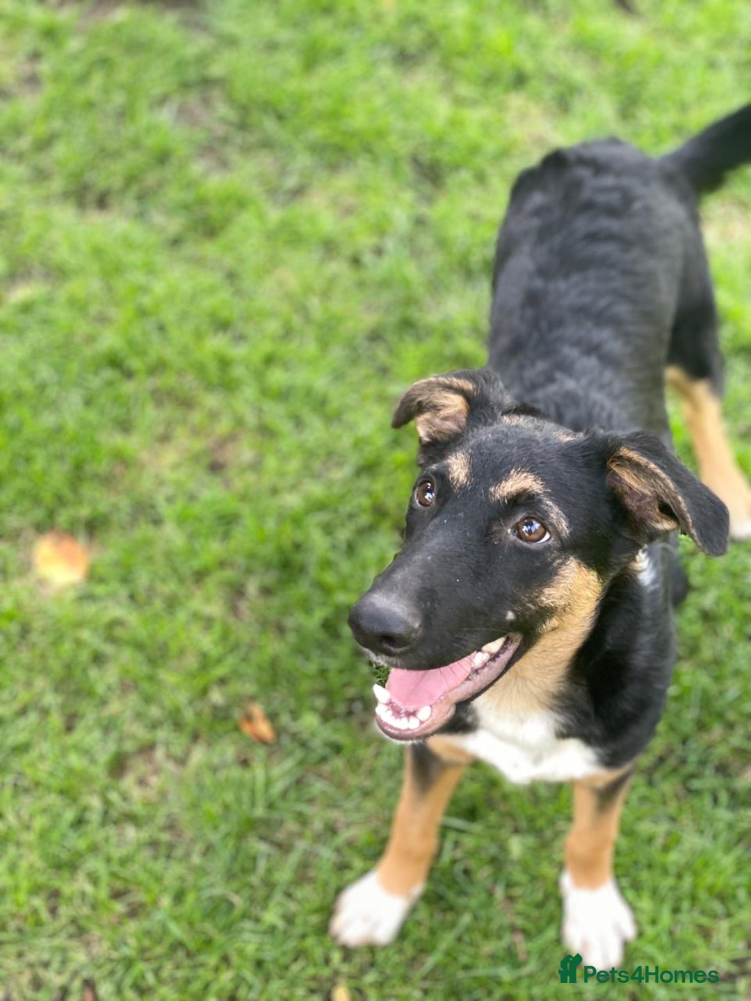 Mixed Breed dogs for adoption: 💙🐶 MAX 🐶💙 - Image 4