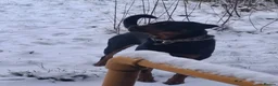 Rottweiler dogs for sale: Rottweiler for sale in Lincoln - Advert 1