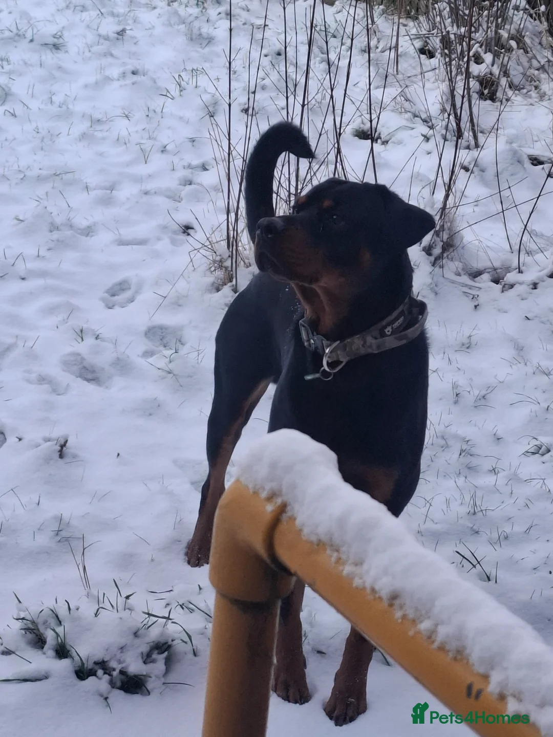Rottweiler dogs for sale: Rottweiler for sale in Lincoln - Advert 1