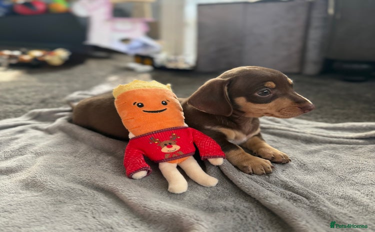 Miniature Dachshund dogs - Advert 2