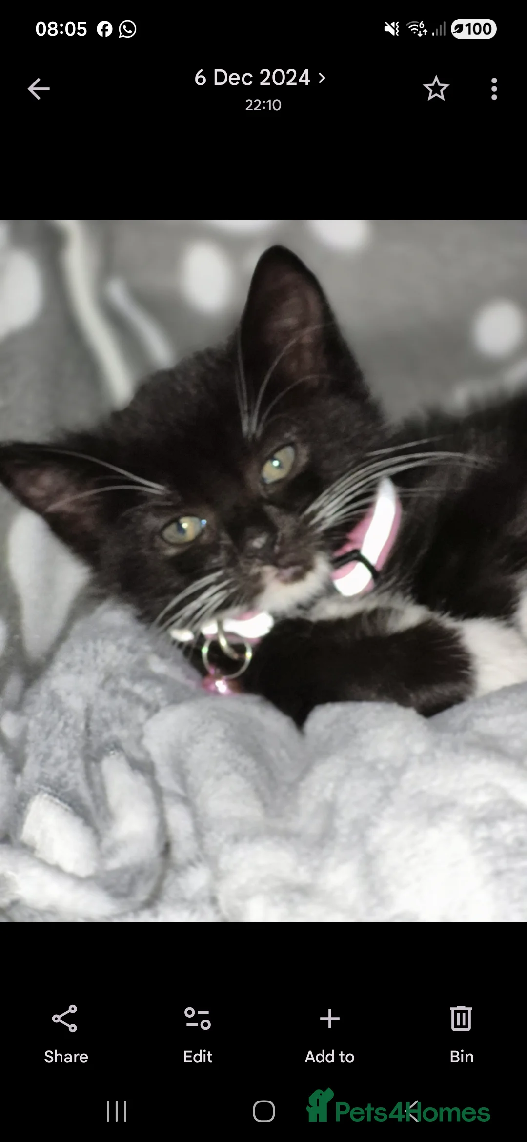 Mixed Breed cats for sale: 1 year old cat,  **   - Advert 2