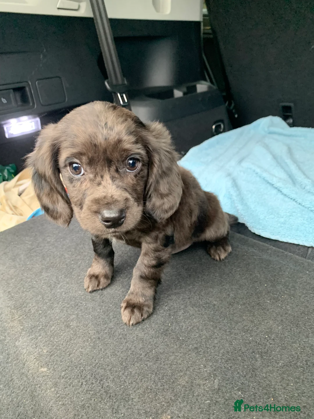 Cocker Spaniel dogs for sale: Cocker spaniel  show type in Longfield - Advert 8