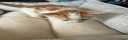 Mixed Breed cats for sale: Beautiful playful kittens for sale - Advert 14