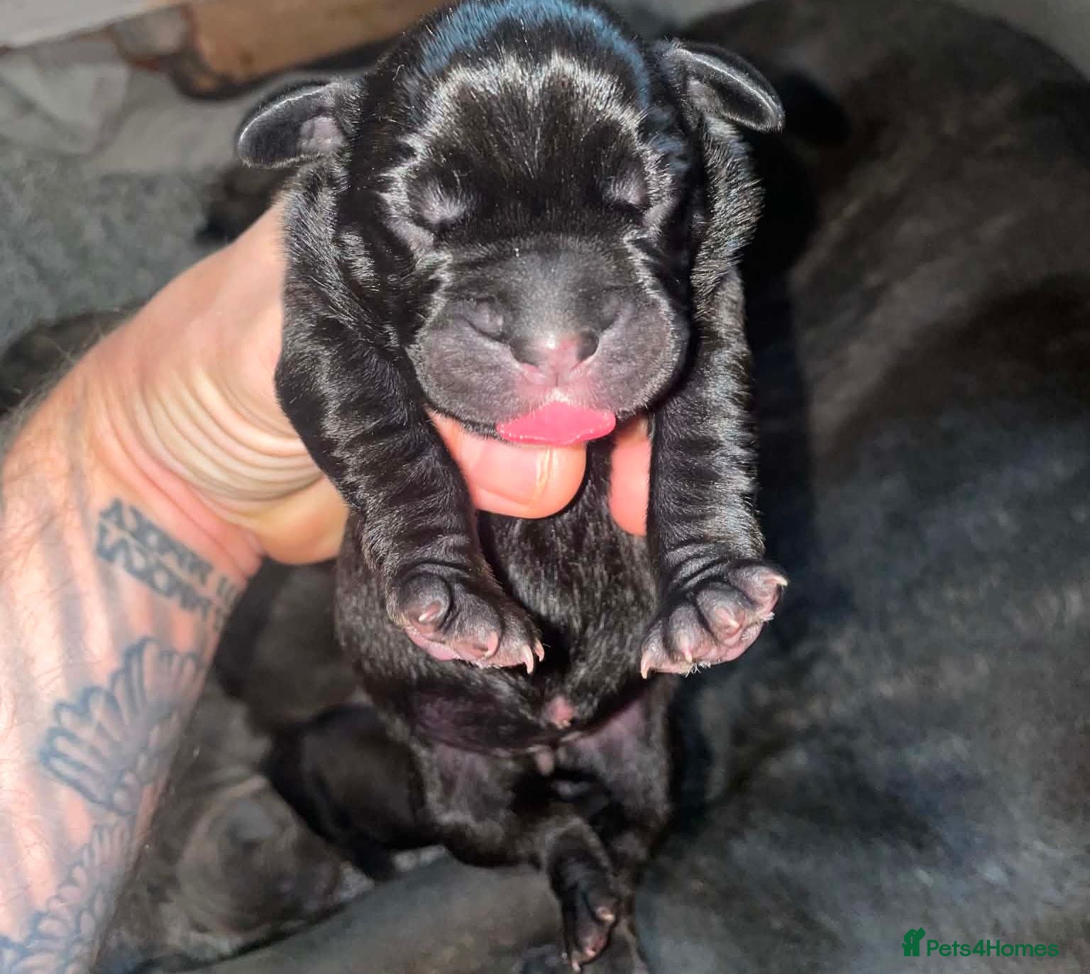 Cane Corso dogs Full breed cane corso puppies - Advert 1
