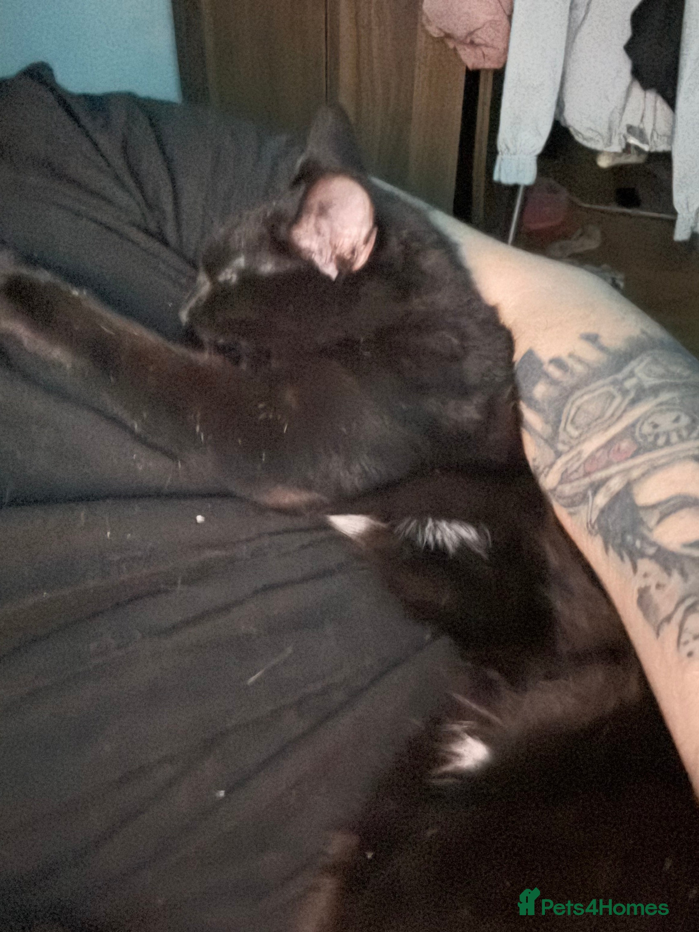 Mixed Breed cats Kimchi looking for a warm home - Advert 11