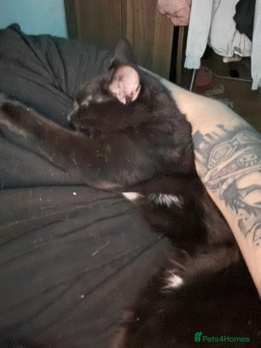 Mixed Breed cats for sale: Kimchi looking for a warm home - Advert 1