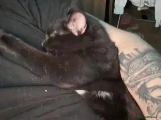 Mixed Breed cats Kimchi looking for a warm home - Advert 11