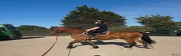 Welsh Section D horses for sale: Donnie  - Advert 4