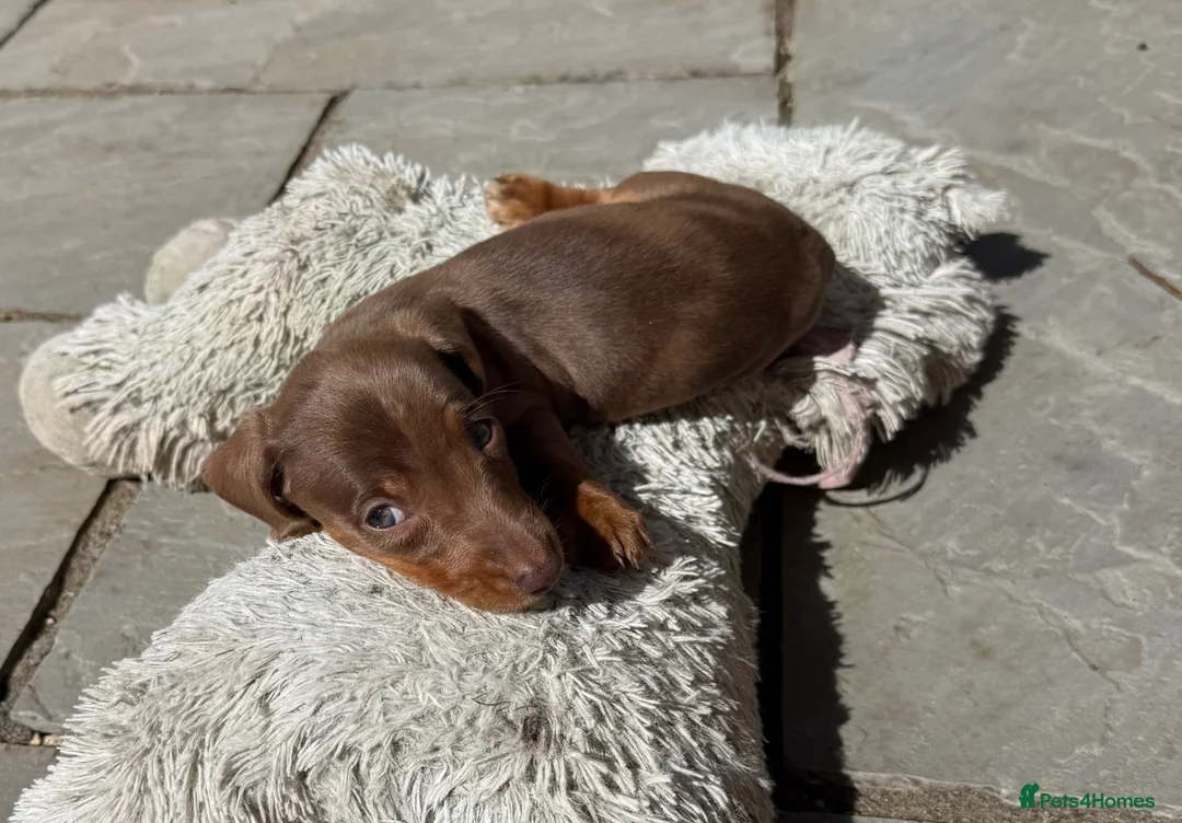 Miniature Dachshund dogs for sale: Last girl & boy left - Isabella & Tan dapple - Advert 2