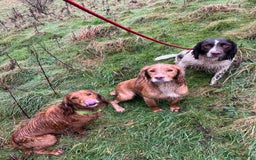 Cocker Spaniel dogs for sale: Stunning golden cocker spaniel puppies  - Image 10