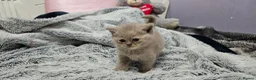 British Shorthair cats for sale: British short hair kittens  - Advert 16