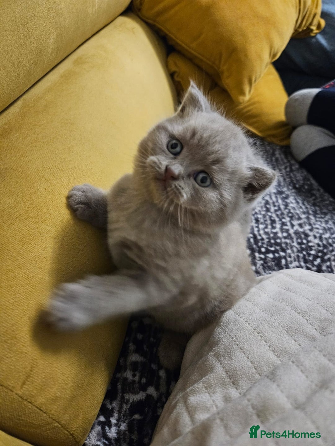 Scottish Fold cats for sale: SF 2 males available  - Image 4