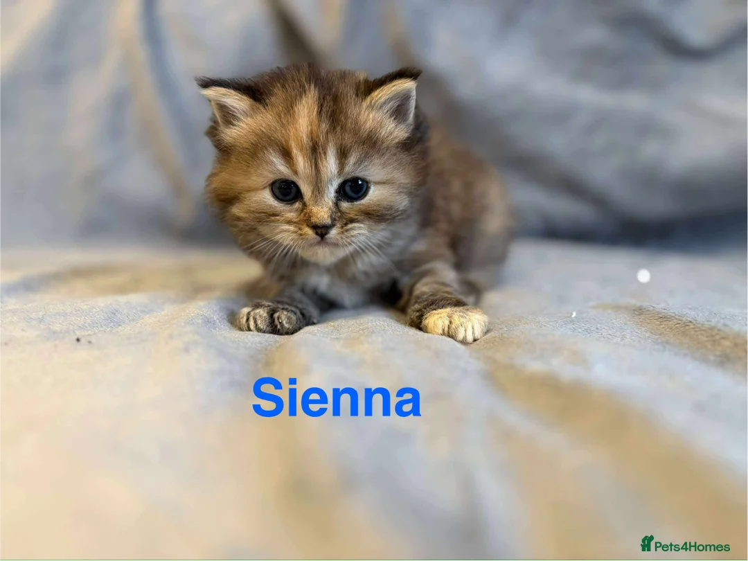 Persian cats for sale: **SOLD** Stunning litter of five female Perdolls - Advert 23