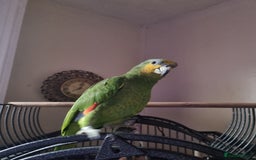 Parrots birds for sale: Orange wing amazon  - Image 1