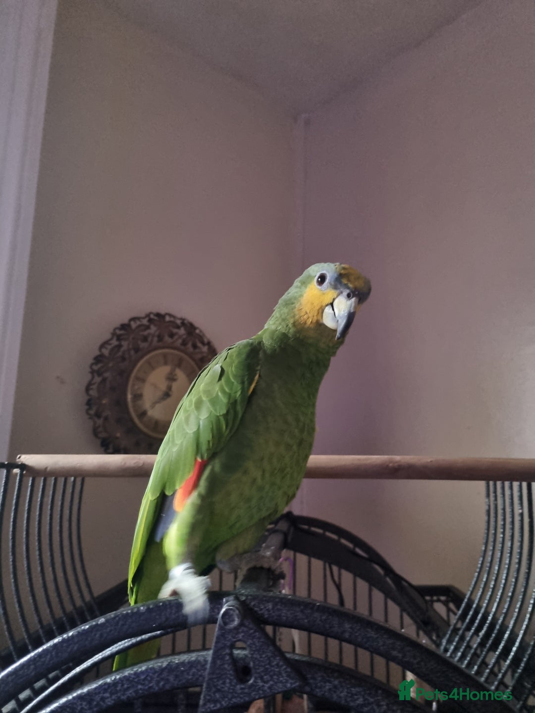 Parrots birds for sale: Orange wing amazon  - Image 1