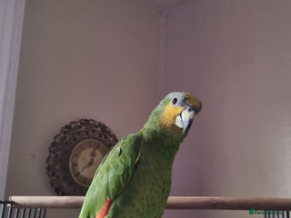 Parrots birds - Advert 1