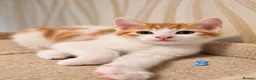 Mixed Breed cats for sale: 🐾 6 Adorable & Playful Kittens - 1 Girl & 5 Boys - Advert 23