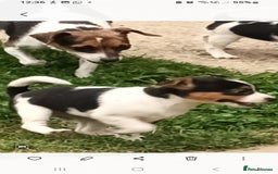 Jack Russell dogs for sale: Jack Russell pups for sale - Image 6