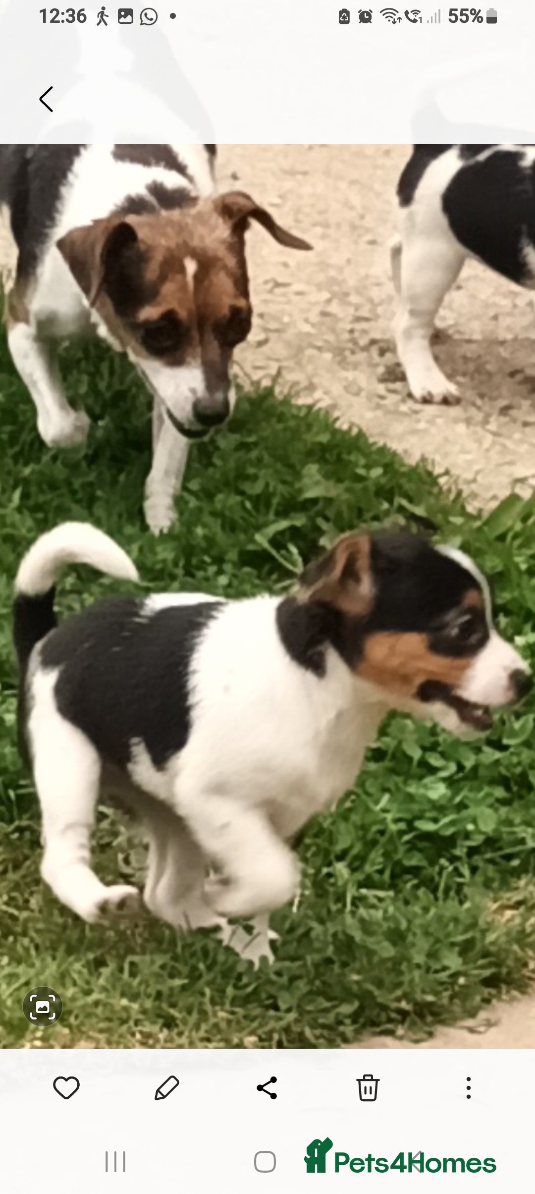 Jack Russell dogs for sale: Jack Russell pups for sale - Image 6