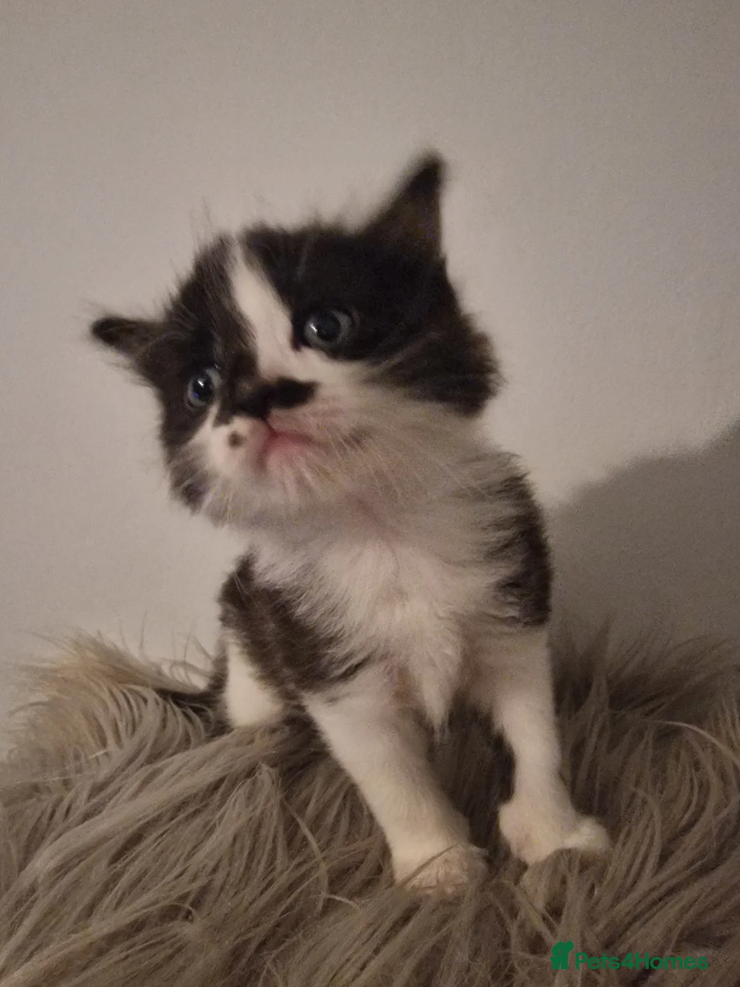 Mixed Breed cats for sale: Long haired kittens - Advert 5