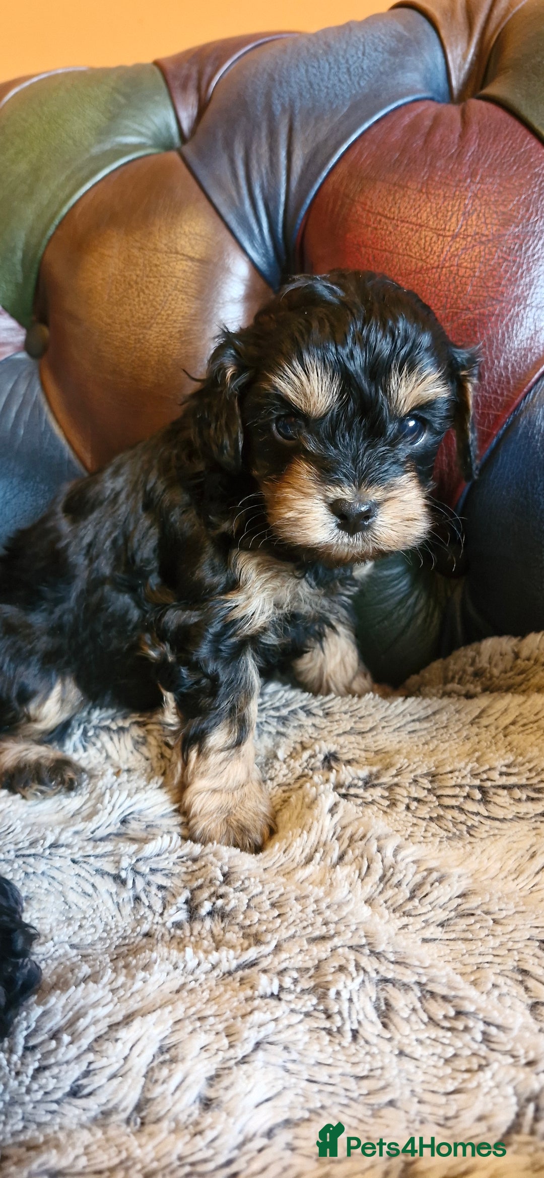 Cavapoo dogs for sale: Gorgeous f1b Cavapoo pups - Advert 14