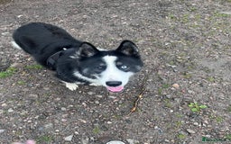 Mixed Breed dogs for sale: Meet Blu our beautiful husky/samoyed. 1 year old - Image 4