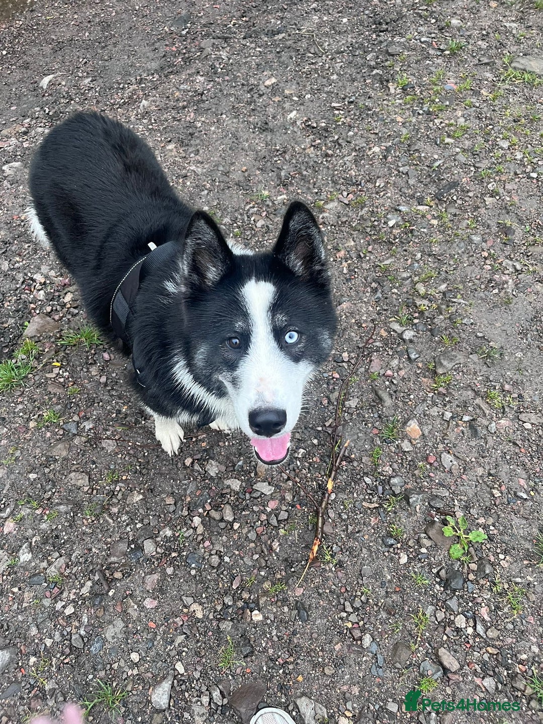 Mixed Breed dogs for sale: Meet Blu our beautiful husky/samoyed. 1 year old - Image 4