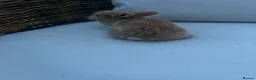 Lionhead rabbits for sale: Male lion head 8 weeks old  - Advert 4