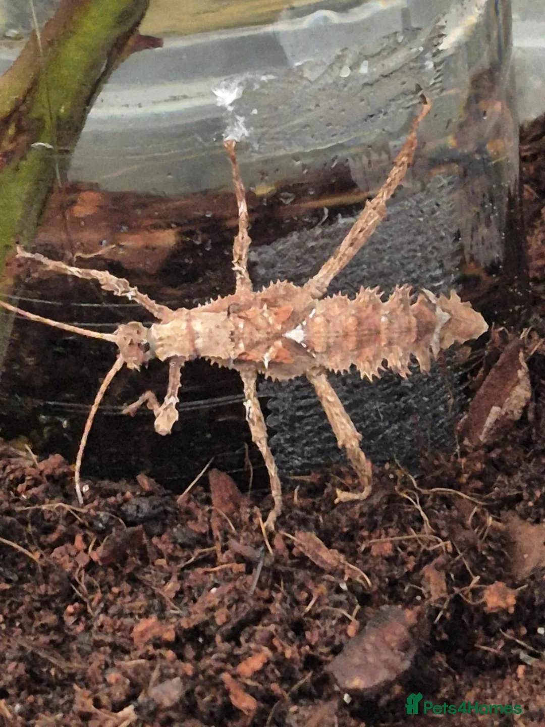 Stick Insects invertebrates for sale: Jungle nymphs - Heteropteryx dilatata in Shoreham-by-Sea - Advert 2
