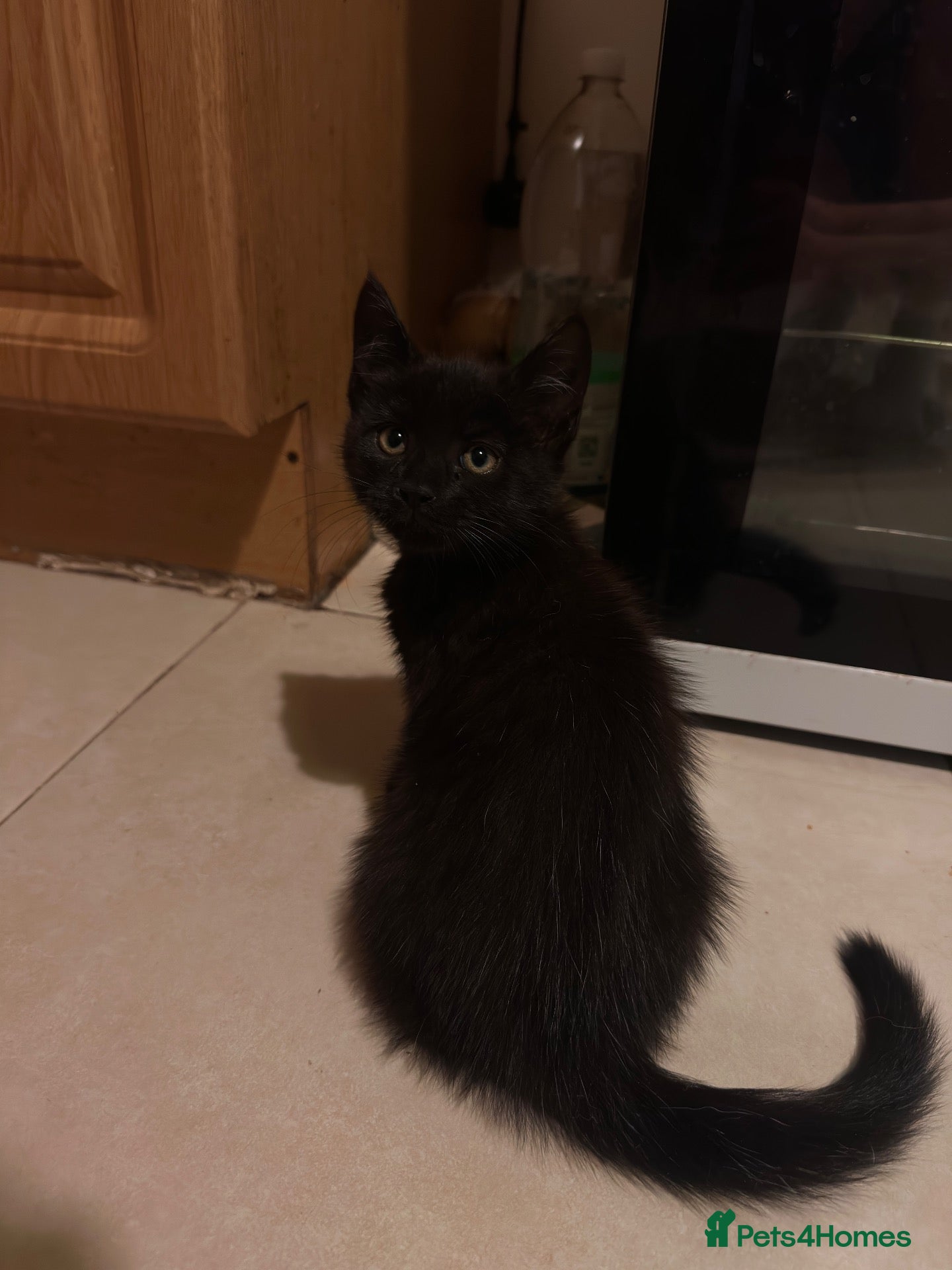 Mixed Breed cats Fluffy Maine Coon × Housecat Kittens - Advert 2