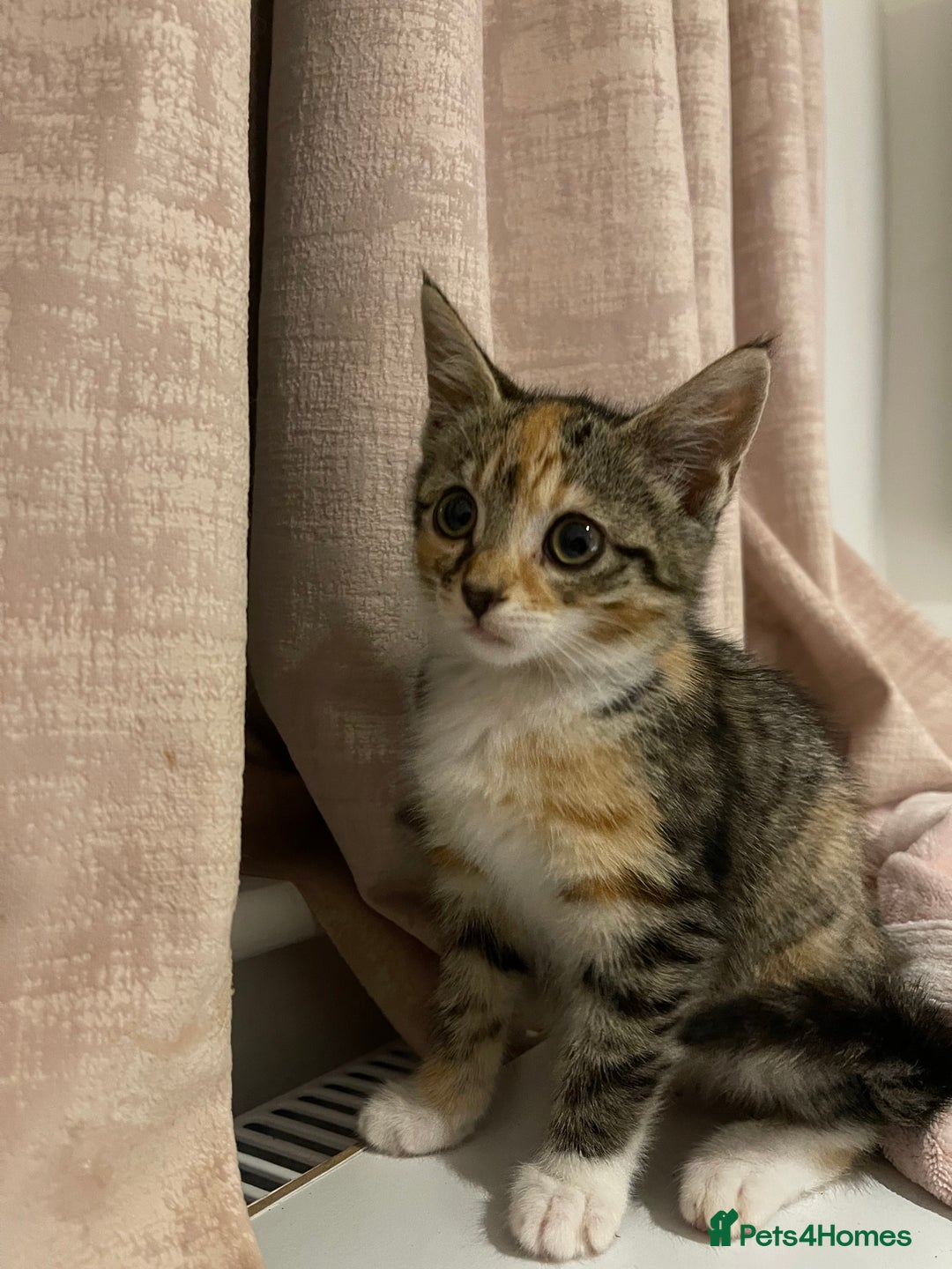 British Longhair cats for sale: 2 ADORABLE FLUFFY BRITISH LONGHAIR KITTENS LEFT!!! - Image 32