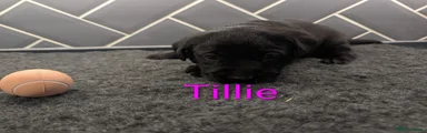 Labrador Retriever 4