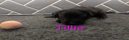 Labrador Retriever dogs for sale: 🐾 Labrador Pups 🐾 - Advert 4