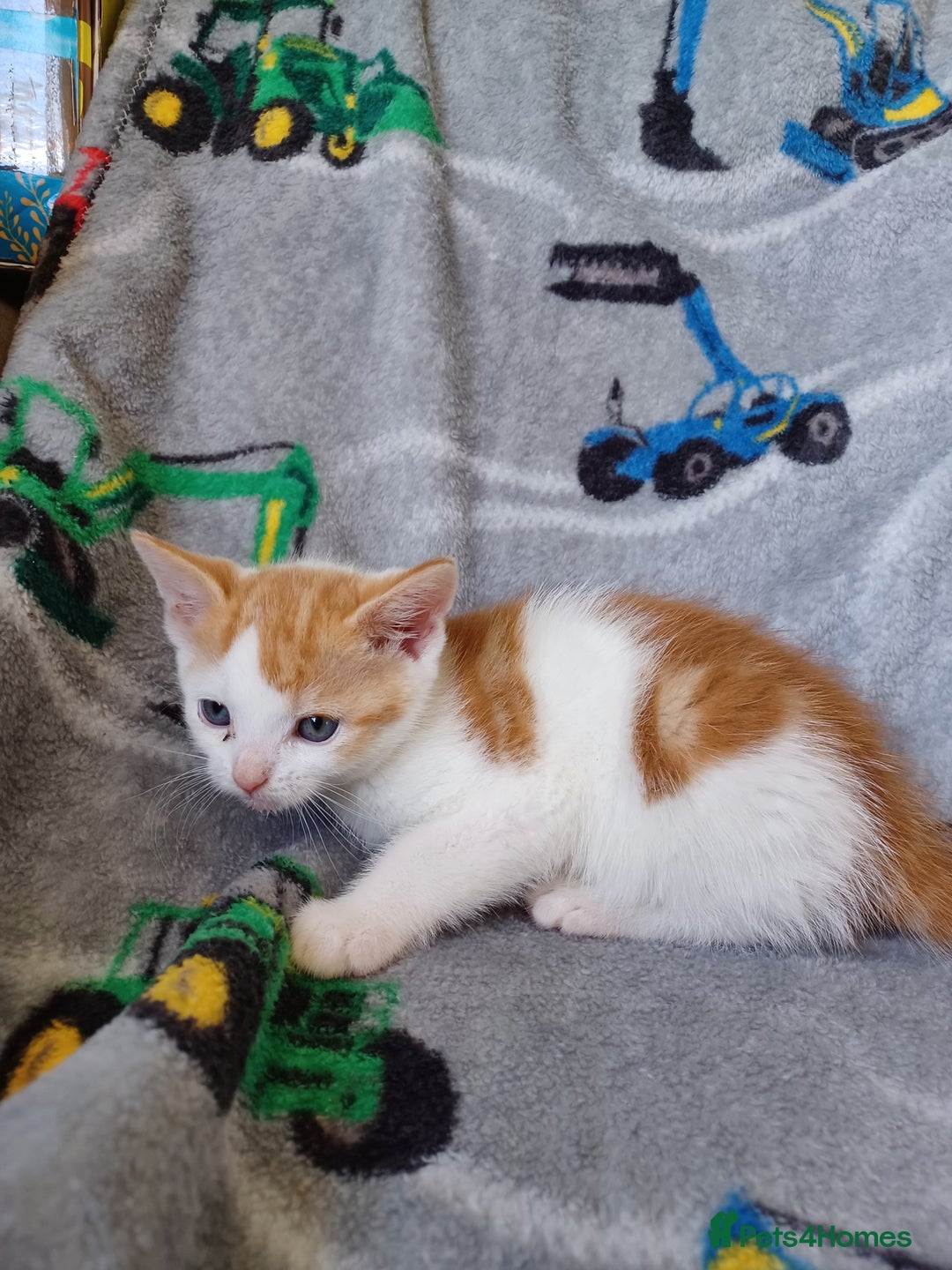 Domestic Shorthair cats for sale: 4 lovely kittens for sale  - Image 4
