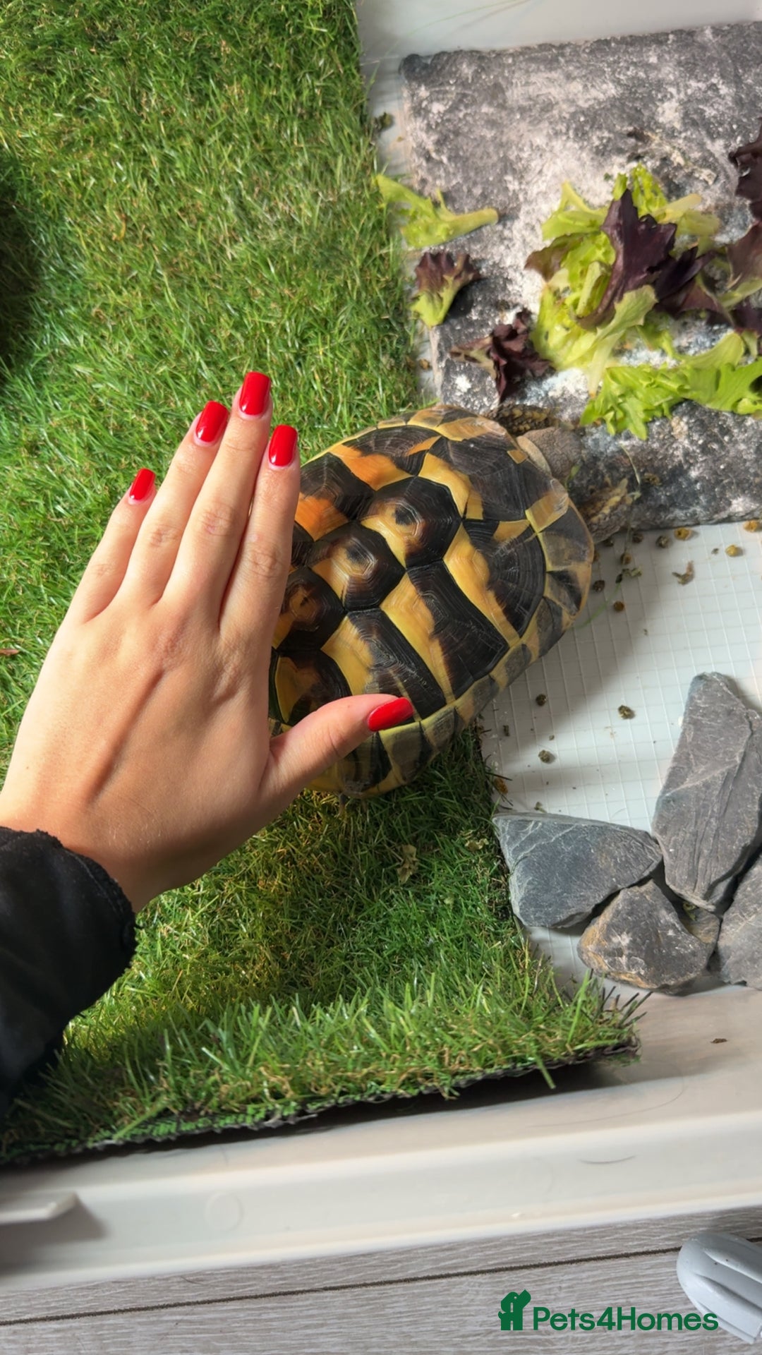 Hermann Tortoise reptiles for sale: Hermann tortoise  - Advert 2